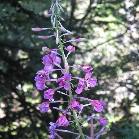 Sportpension Alpenrose Гостьовий будинок Шладмінг