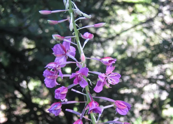 Sportpension Alpenrose Gasthof Schladming